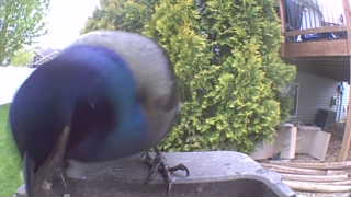 mallard