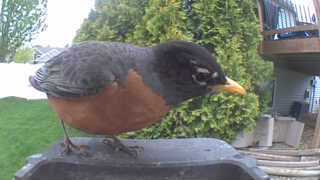 american robin