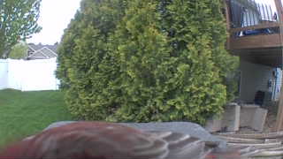 brown thrasher
