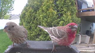 house finch