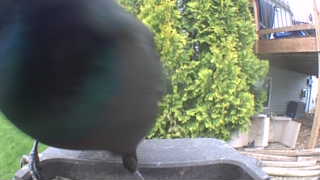 common grackle