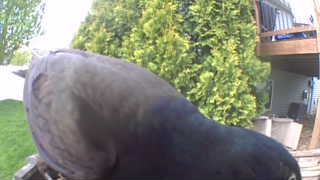 rock pigeon