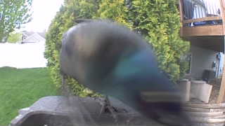 common grackle