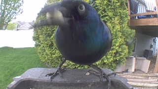 common grackle