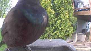 common grackle