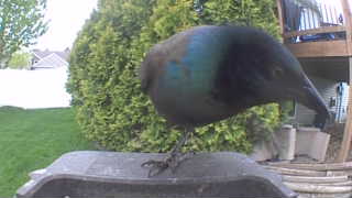 common grackle
