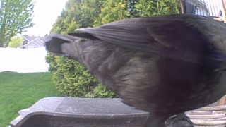 american crow