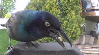 common grackle