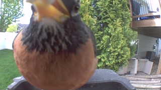 american robin