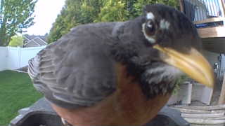 american robin