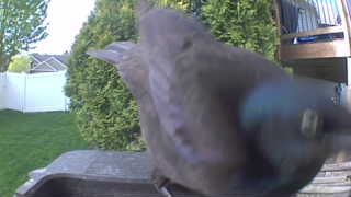 common grackle