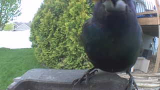 common grackle