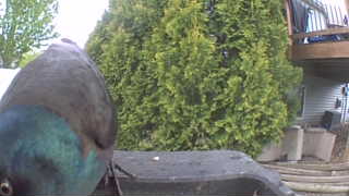 rock pigeon