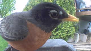 american robin