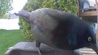 common grackle