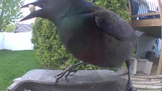 common grackle