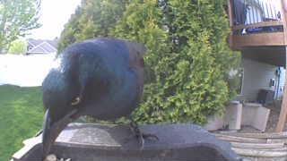 common grackle