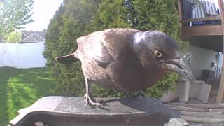 common grackle
