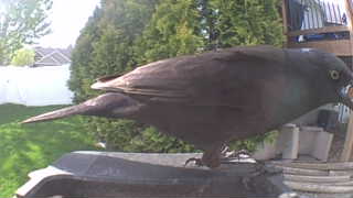 common grackle