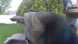 common grackle