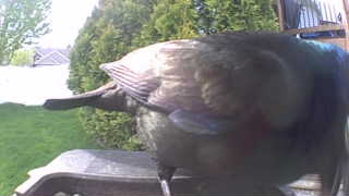 common grackle