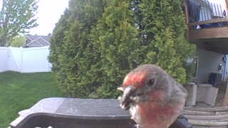 house finch