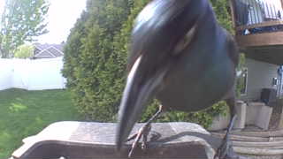 common grackle