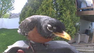 american robin