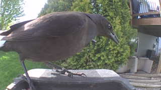common grackle