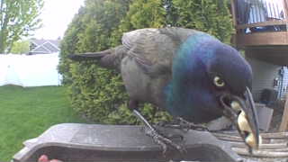 common grackle