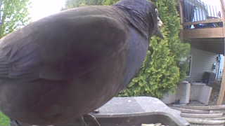 common grackle