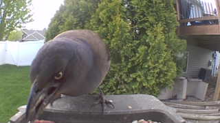 common grackle