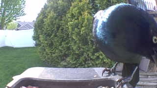 common grackle