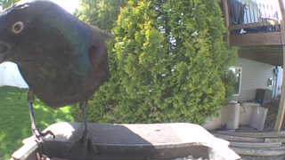common grackle