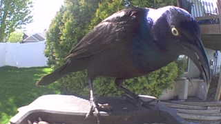 common grackle