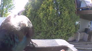 rock pigeon