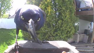common grackle