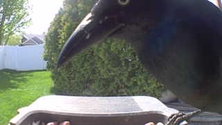 common grackle