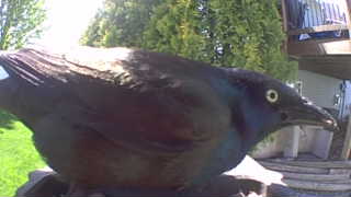 common grackle