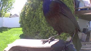 common grackle