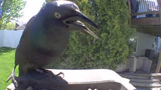 common grackle