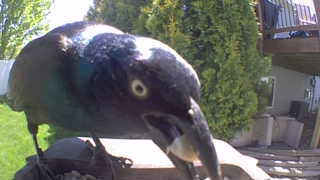 common grackle