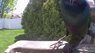 european starling