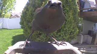 american robin