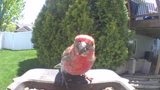 house finch