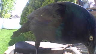 common grackle
