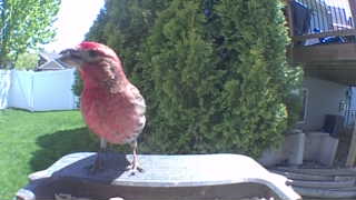 purple finch