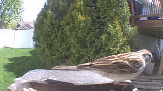 chipping sparrow