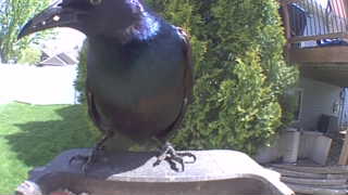 common grackle