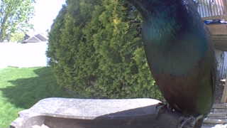 european starling